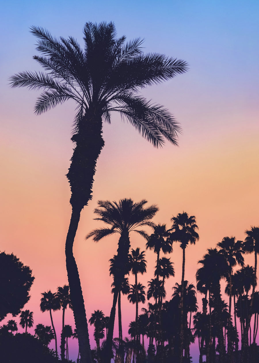 Palm silhouettes against a peach and lavender evening sky